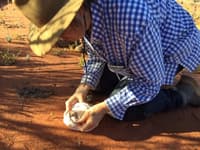 Volunteer Meredith Geyer releasing a Dunnart.