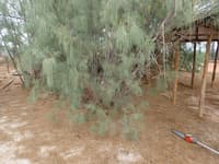 Thick mat of Tamarisk needles on the ground.