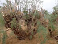 Now looking like a Triffid. Evidence of previous pruning visible.