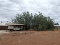 Tamarisk overhanging the carport and cottage.