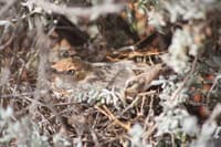 Female Crimson Chat on its nest.