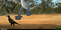 Deadly Nadder caught on camera at Charles Darwin Reserve