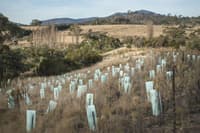 Revegetation work at Scottsdale Reserve.