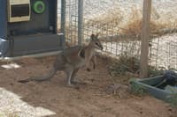 Sitting pretty at Avocet nursery feeding area.