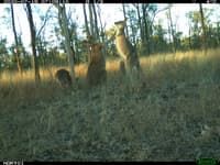 Kangaroo punch up on a cold morning.