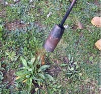 Burning of Paterson's Curse rosette with flame weeder.