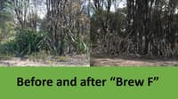 A disintegrating plant following treatment with "Brew F".