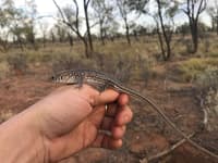 A small reptile in hand (Leopard ctenotus).