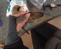 A Yellow throated Miner being processed.