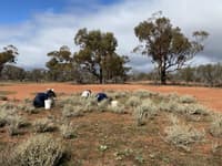 Typical view of the weeders heads down bums up.