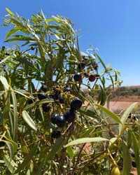 Ripe Bush Plums at East Station Dam.