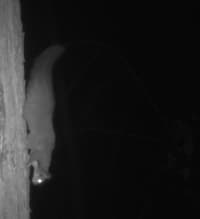 Camera trap image from Tarcutta Reserve.