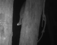 We think Tarcuttas Squirrel Glider population could be healthy and thriving.