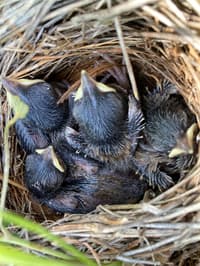 Rufous Songlark chicks after hatching.
