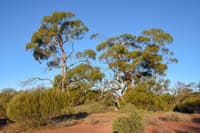 York Gum woodlands at Eurardy Reserve.