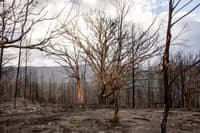 Scottsdale was impacted by bushfire.