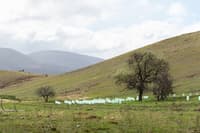 Tree guards installed to protect seedlings at Scottsdale.