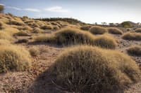 At Pullen Pullen Night Parrots nest in hummocks of spinifex grass.