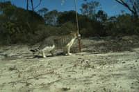 A feral cat snapped by a camera trap.