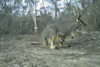Black gloved Wallaby caught on camera trap.