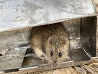 Native Long-haired Rat pokes its head out.