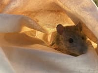 Native Long-haired Rat.