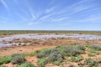 The Mundi Mundi Plains in eastern Boolcoomatta lush after rains.