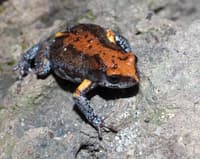 The gorgeous colours of the Magnificent Broodfrog.