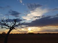 Tree silhouette at dusk.