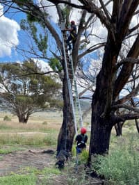 Scottsdale Reserve Manager Phil Palmer installs a nest box in a Yellow Box tree.