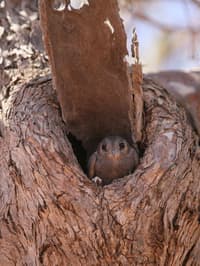 The Australian Owlet Nightjar is one of the hollow loving bird species at Scottsdale.