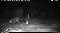 Quolls on remote sensor cameras at Hamelin.