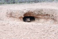 A wombat in its burrow.
