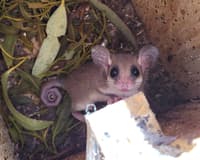 Western Pygmy Possum in nest box at Monjebup.