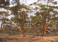 Gimlet Gums on Badimia country.
