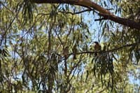 Rainbow Bee eaters on Badimia country.