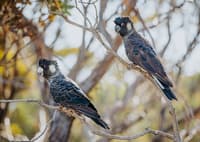 Beautiful and endangered Carnabys Black cockatoos