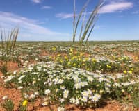 Wildflowers on Boolcoomatta.