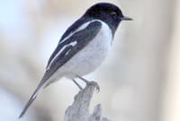 Hooded Robin.