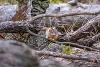 Yellow footed Antechinus.