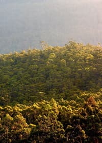 Mixed Swamp Gum wet sclerophyll forest on the shelf of Drys Bluff.