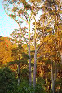 Tall gum at sunrise.