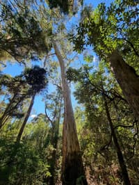 Towering White Gum trees on the new reserve.