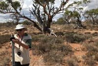Mature York gums at the control site.