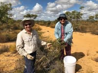 Sheoak seed collection.