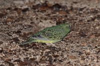 One of the few photos taken of the Night Parrot.