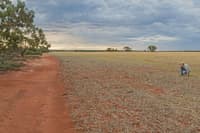 An unused field next to a remnant intact York gum woodland on Eurardy Reserve.