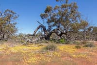 Remnant York gum woodland with diverse understorey at Eurardy station reserve.