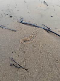 Delicate tracks in disturbed sand where the frog had burrowed.