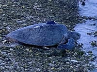 Shelly Gurdulu sets off on an epic journey.